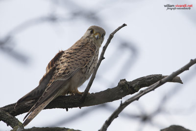 Gheppio (Falco tinnunculus)