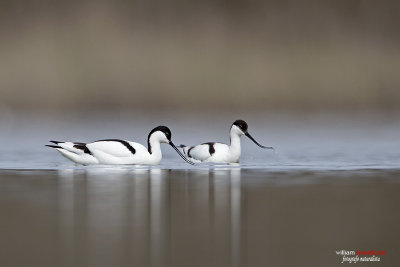 Avocetta (Recurvirostra avosetta)