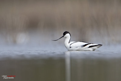 Avocetta (Recurvirostra avosetta)