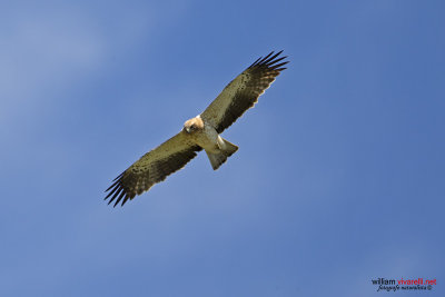 Aquila minore (Hieraaetus pennatus)