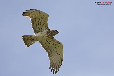 Biancone (Circaetus gallicus) 