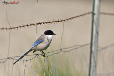 Gazza aliazzurre iberica (Cyanopica cooki )