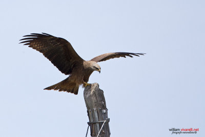 Nibbio bruno (Milvus migrans)