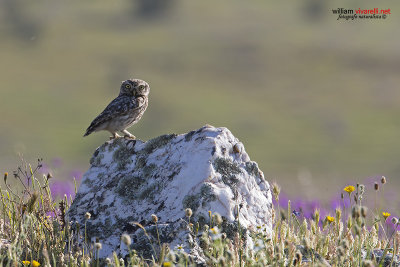 Civetta (Athene noctua )