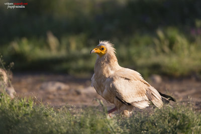 Capovaccaio (Neophron percnopterus)