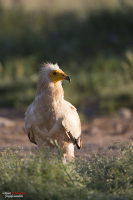 Capovaccaio (Neophron percnopterus)