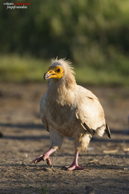 Capovaccaio (Neophron percnopterus)