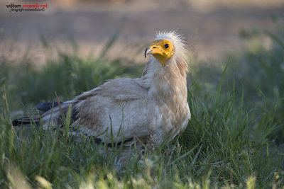 Capovaccaio (Neophron percnopterus)