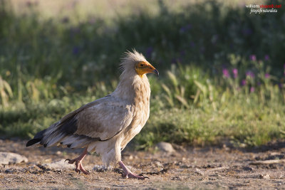 Capovaccaio (Neophron percnopterus)