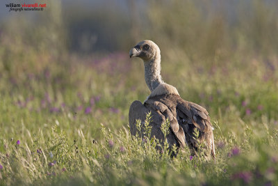 Grifone (Gyps fulvus)