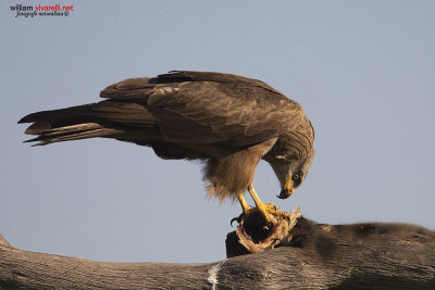 Nibbio bruno (Milvus migrans)