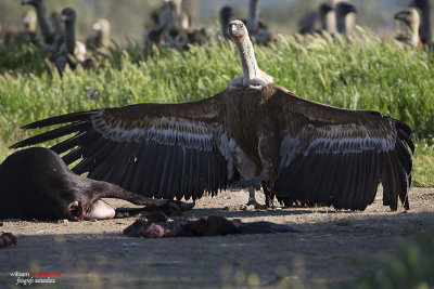 Grifone (Gyps fulvus)