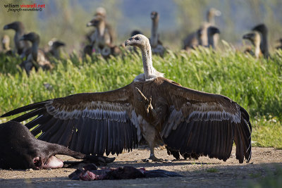 Grifone (Gyps fulvus)