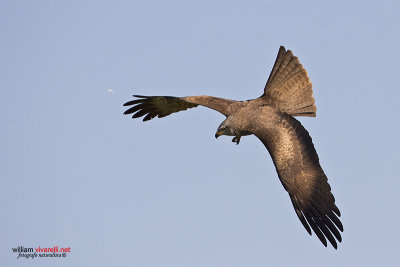 Nibbio bruno (Milvus migrans)