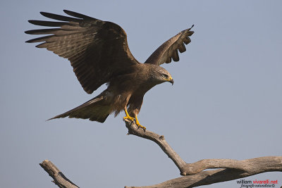 Nibbio bruno (Milvus migrans)