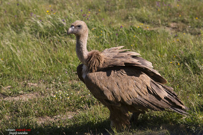 Grifone (Gyps fulvus)