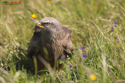 Nibbio reale (Milvus milvus)