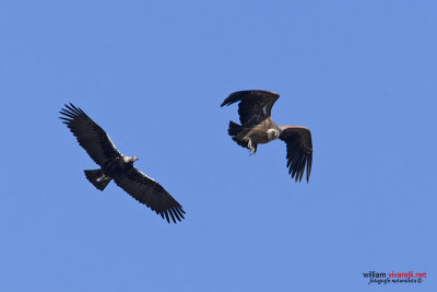 Aquila imperiale iberica (Aquila adalberti)