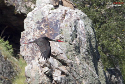 Cicona nera (Ciconia nigra)