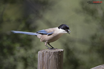 Gazza aliazzurre iberica (Cyanopica cooki )