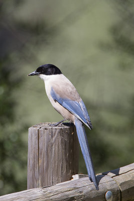 Gazza aliazzurre iberica (Cyanopica cooki )