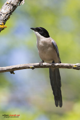 Gazza aliazzurre iberica (Cyanopica cooki )