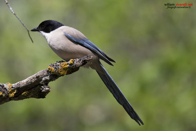 Gazza aliazzurre iberica (Cyanopica cooki )