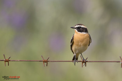 Stiaccino (Saxicola rubetra)