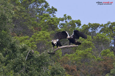 Aquila imperiale iberica (Aquila adalberti)