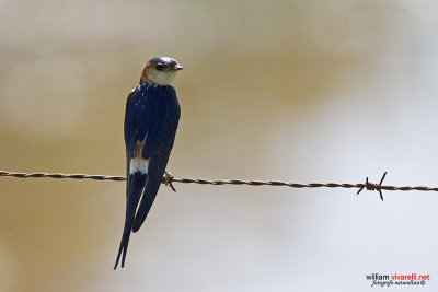 Rondine rossiccia (Cecropis daurica)