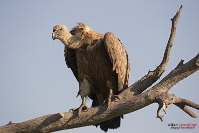 Grifone (Gyps fulvus)