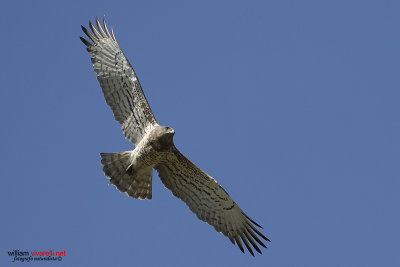 Biancone (Circaetus gallicus) 