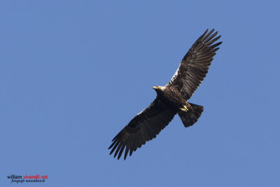 Aquila imperiale iberica (Aquila adalberti)