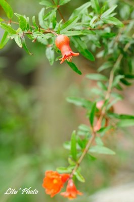 DSC_6133.jpg