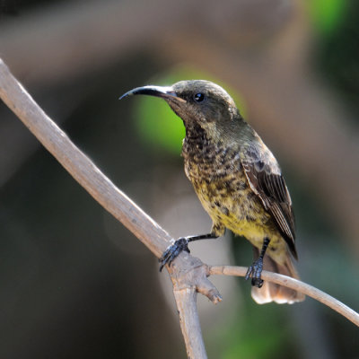 Birds of Gambia