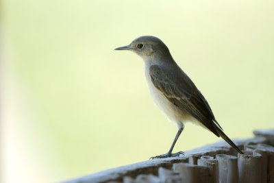 Sickle-winged Chat