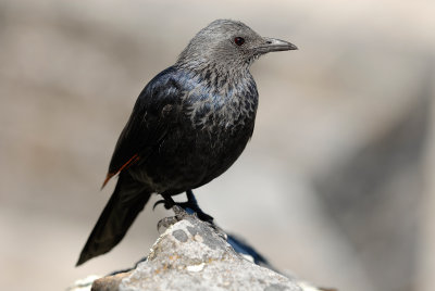 Red-winged Starling female (South Africa)