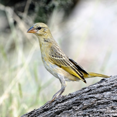 Yellow-Canary ?