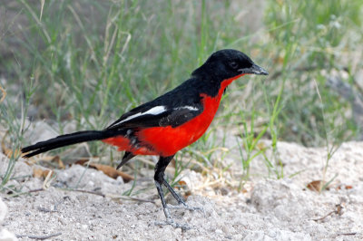 Crimson-breasted Boubou