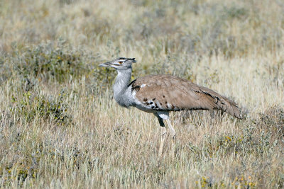 Kori Bustard