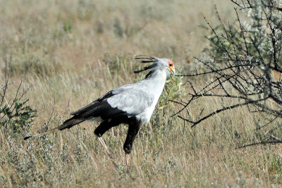 Secretarybird