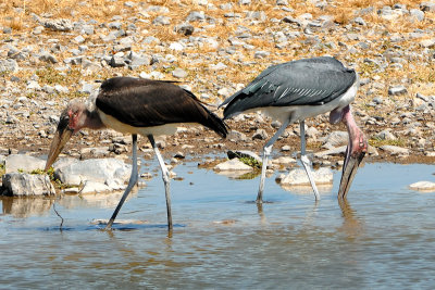 Marabou Stork