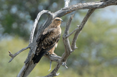 Tawny Eagle