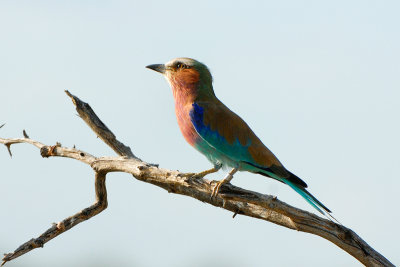 Lilac-breasted Roller (with ID ring)