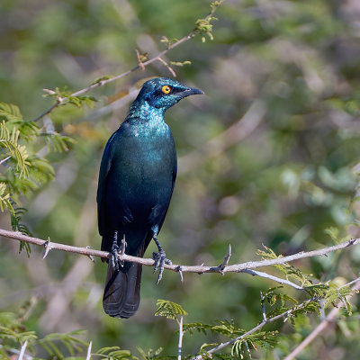 Greater Blue-eared Glossy Starling