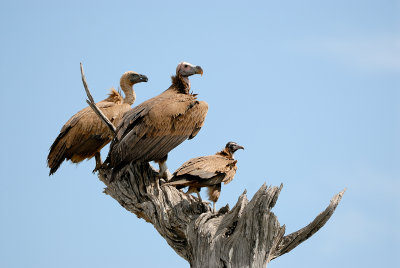three kind of Vultures in one tree