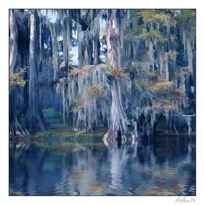 Cypress Blues