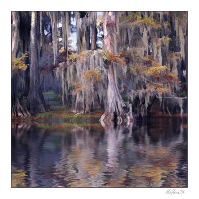 Cypress Golds