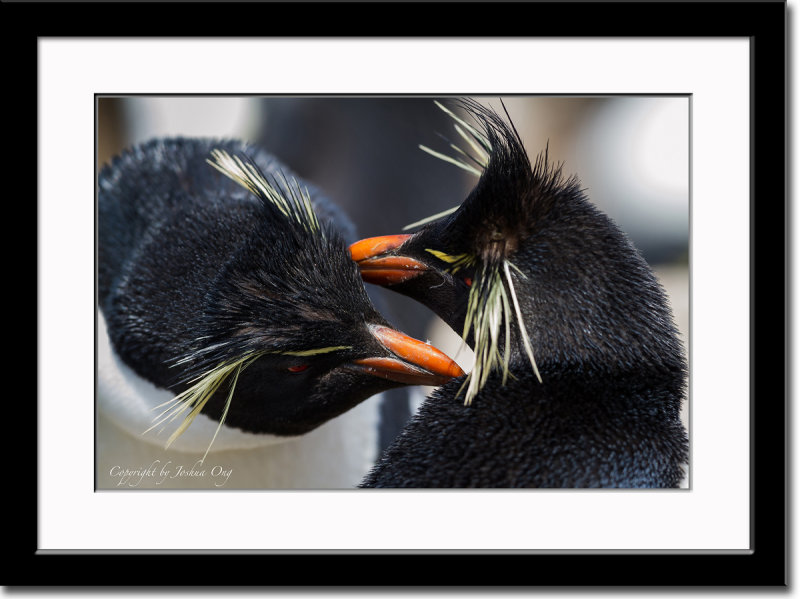 Rockhopper Penguins Showing Affection to Each Other