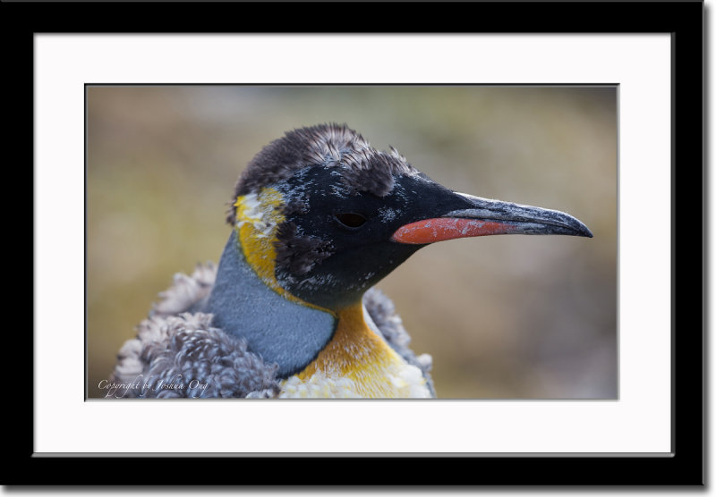 A Molting King Penguin